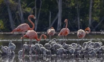 Registran nuevos sitios de anidamiento del flamenco del Caribe
