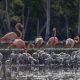 Registran nuevos sitios de anidamiento del flamenco del Caribe