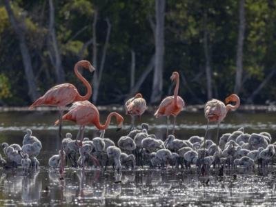 Registran nuevos sitios de anidamiento del flamenco del Caribe