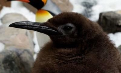 Pingüino pesto: la estrella del acuario