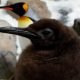 Pingüino pesto: la estrella del acuario